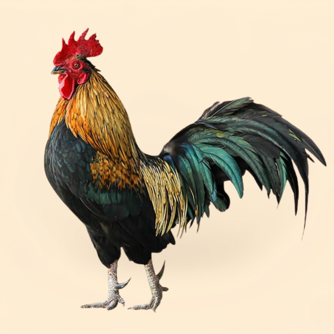 Natikodi