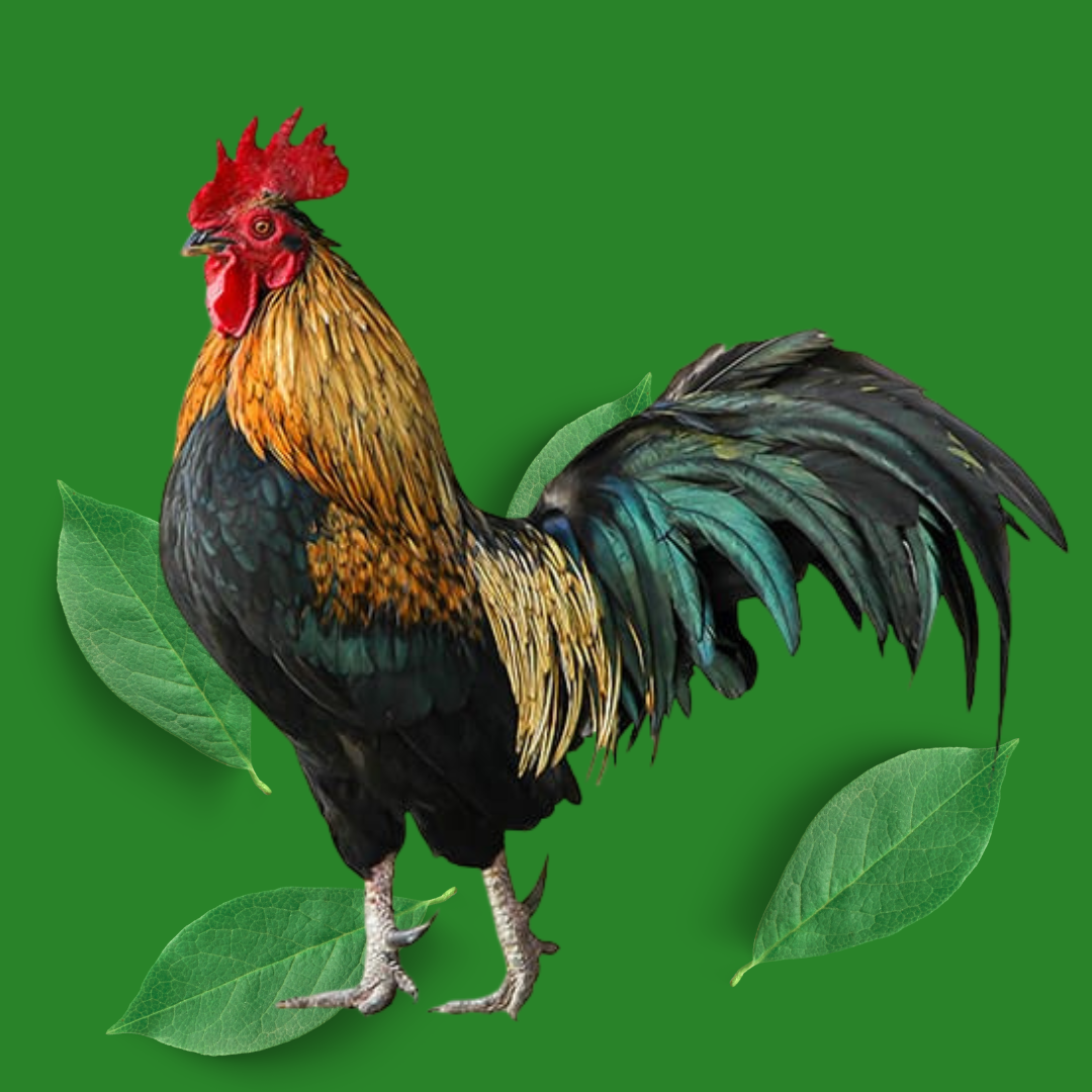 Natikodi